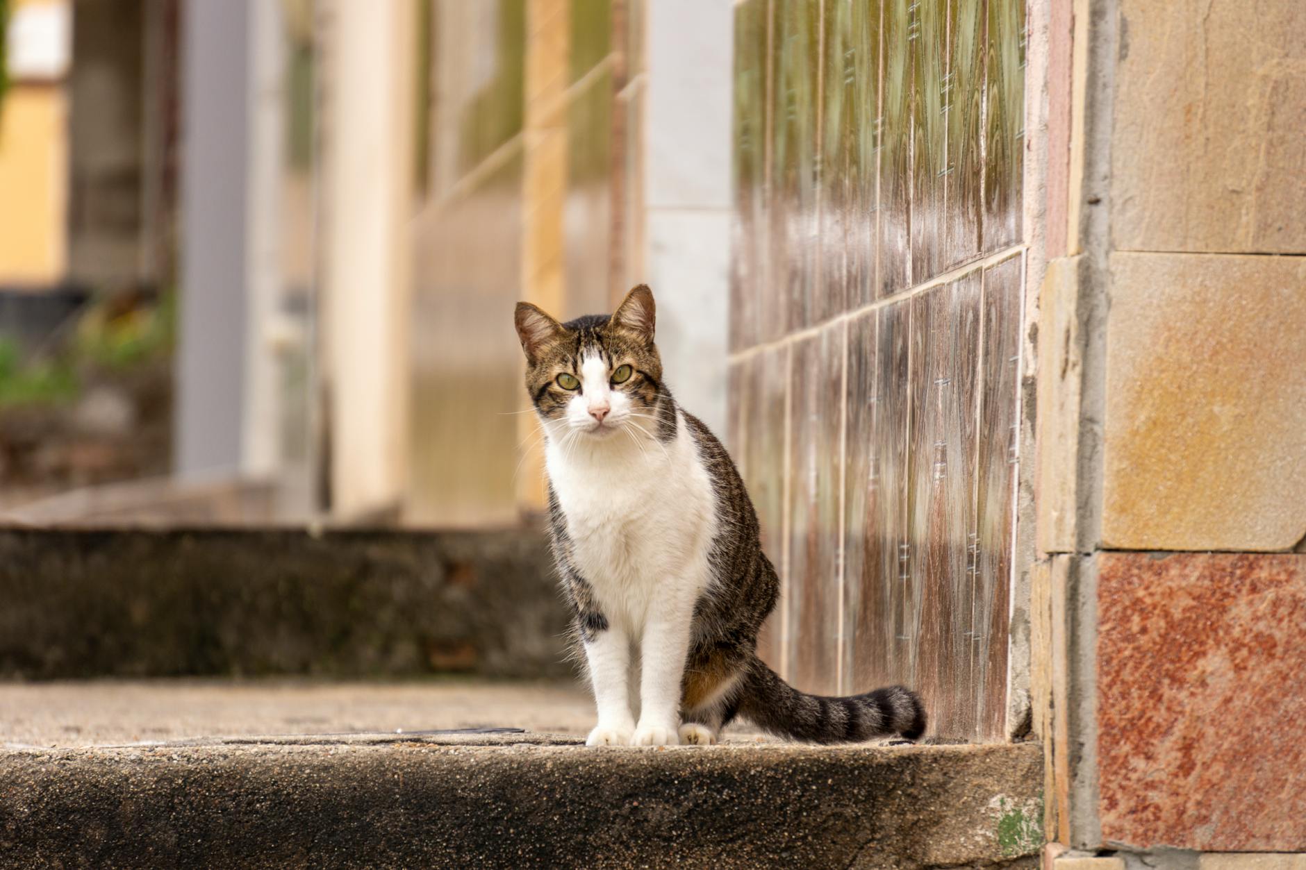 Potential Challenges of Highly Social Blue-Eyed Breeds