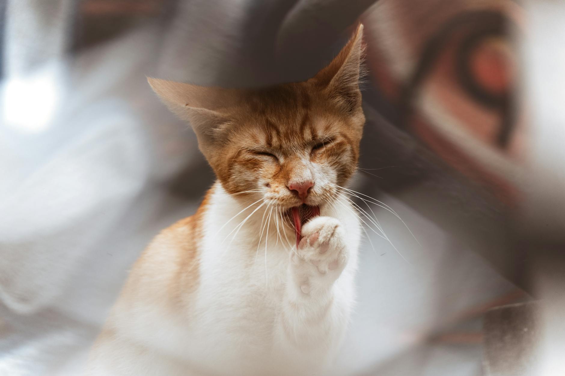 Recognizing Poisoning and When to Call the Vet
