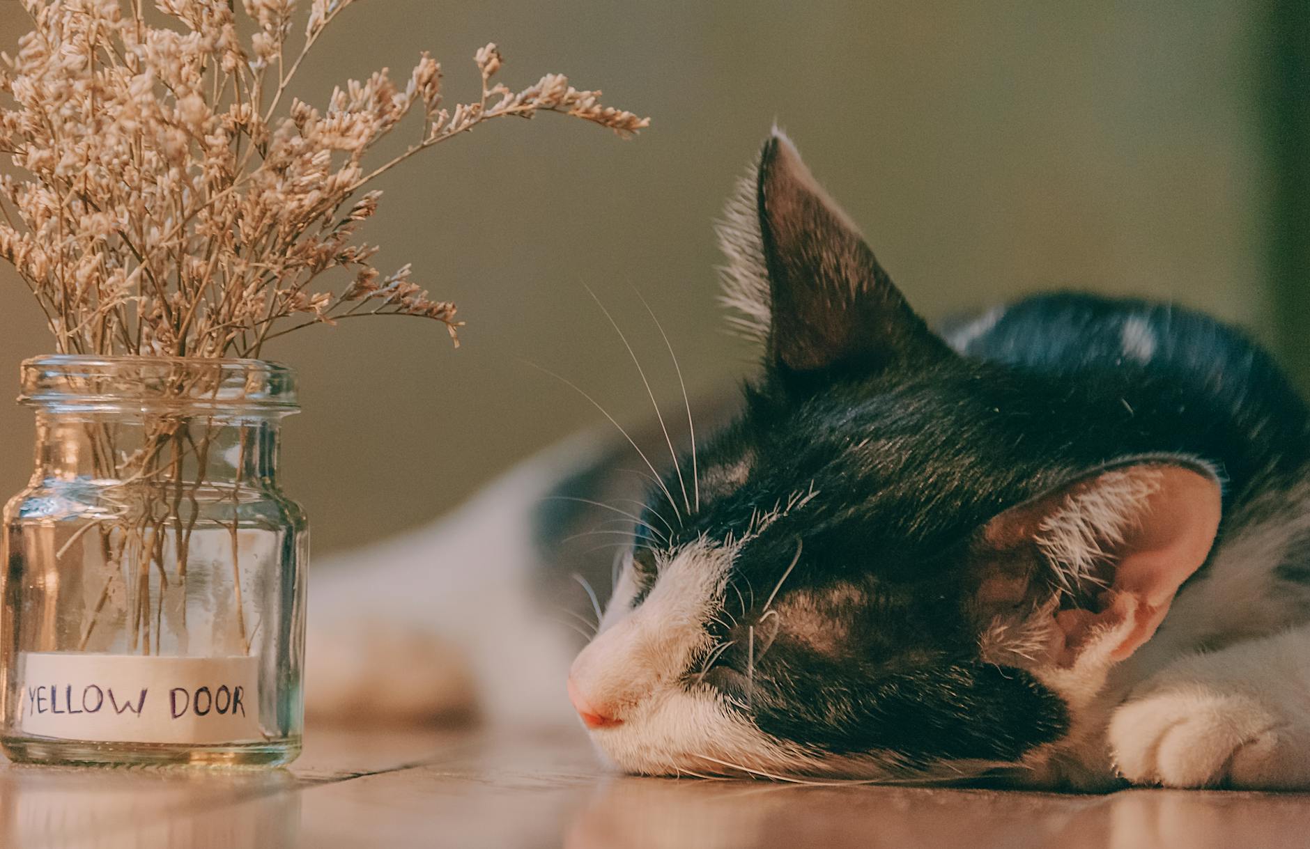 Recognizing Poisoning Symptoms in Your Cat