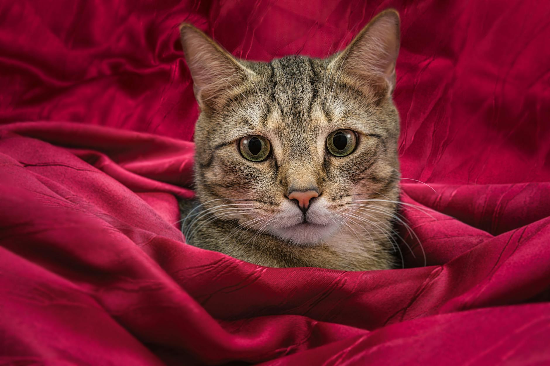 Recognizing Poisoning Symptoms and When to Call the Vet
