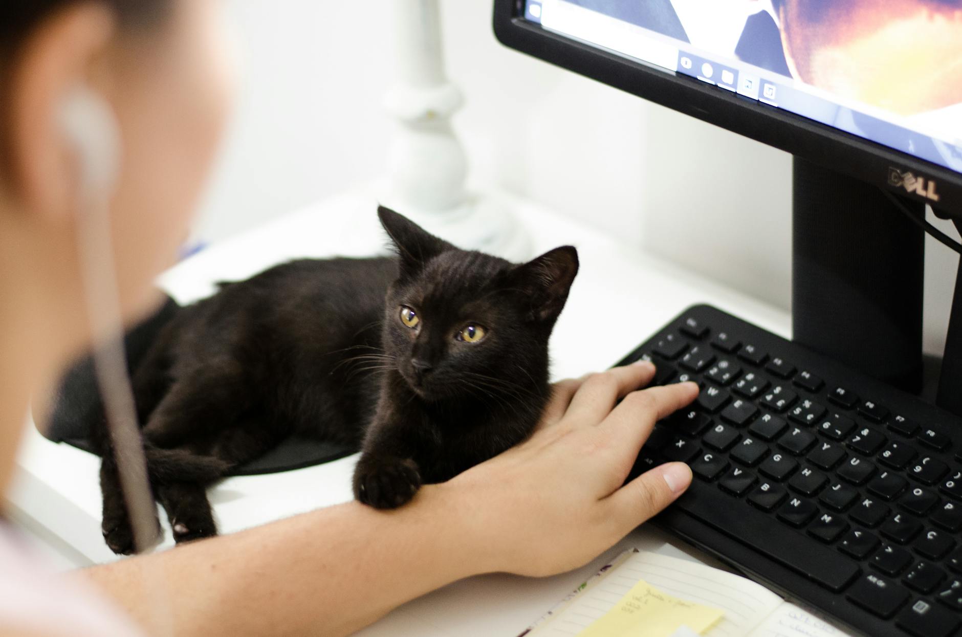 Recognizing Symptoms and Monitoring Your Cat