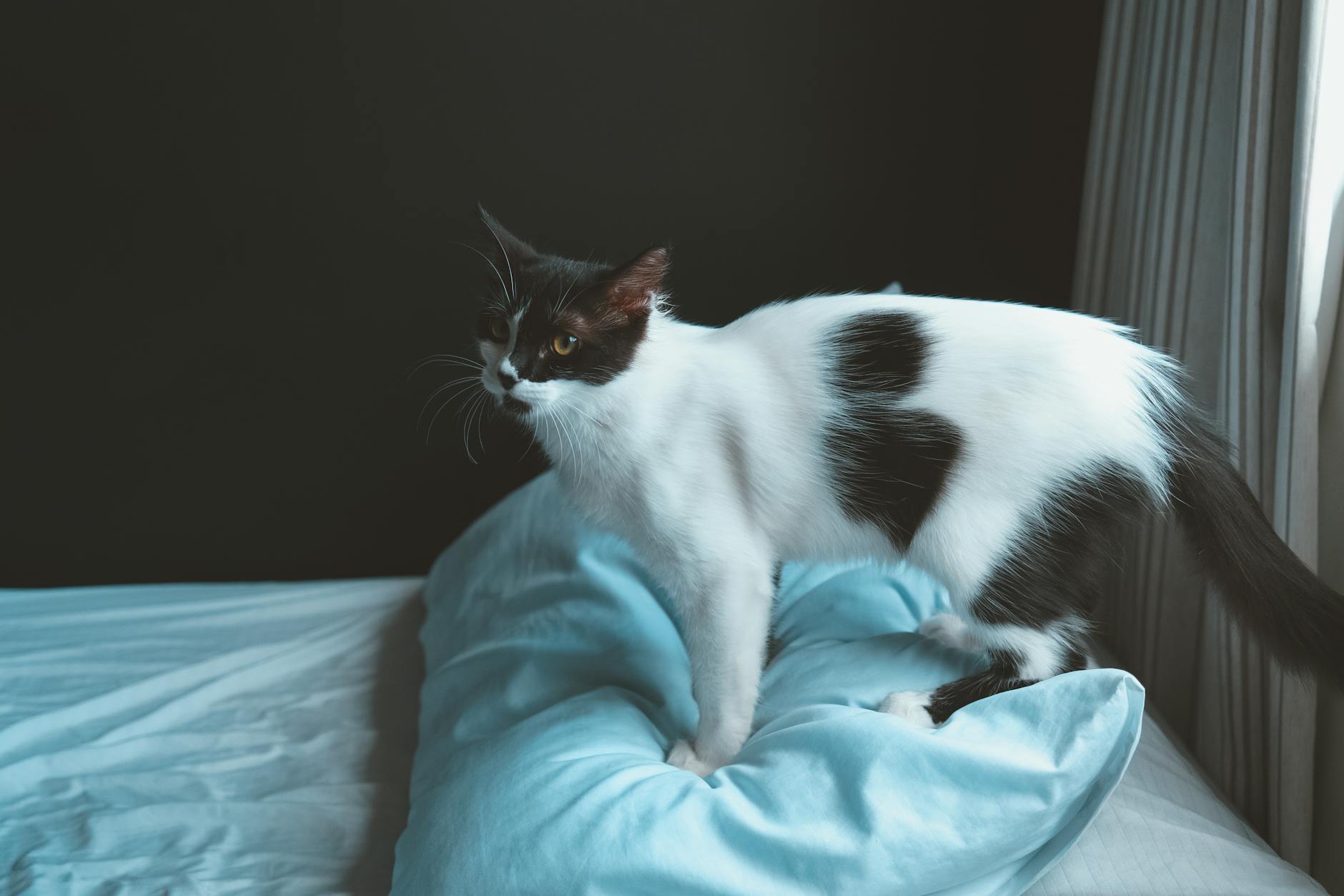 Risks and Warnings with Blue-Eyed Breeds