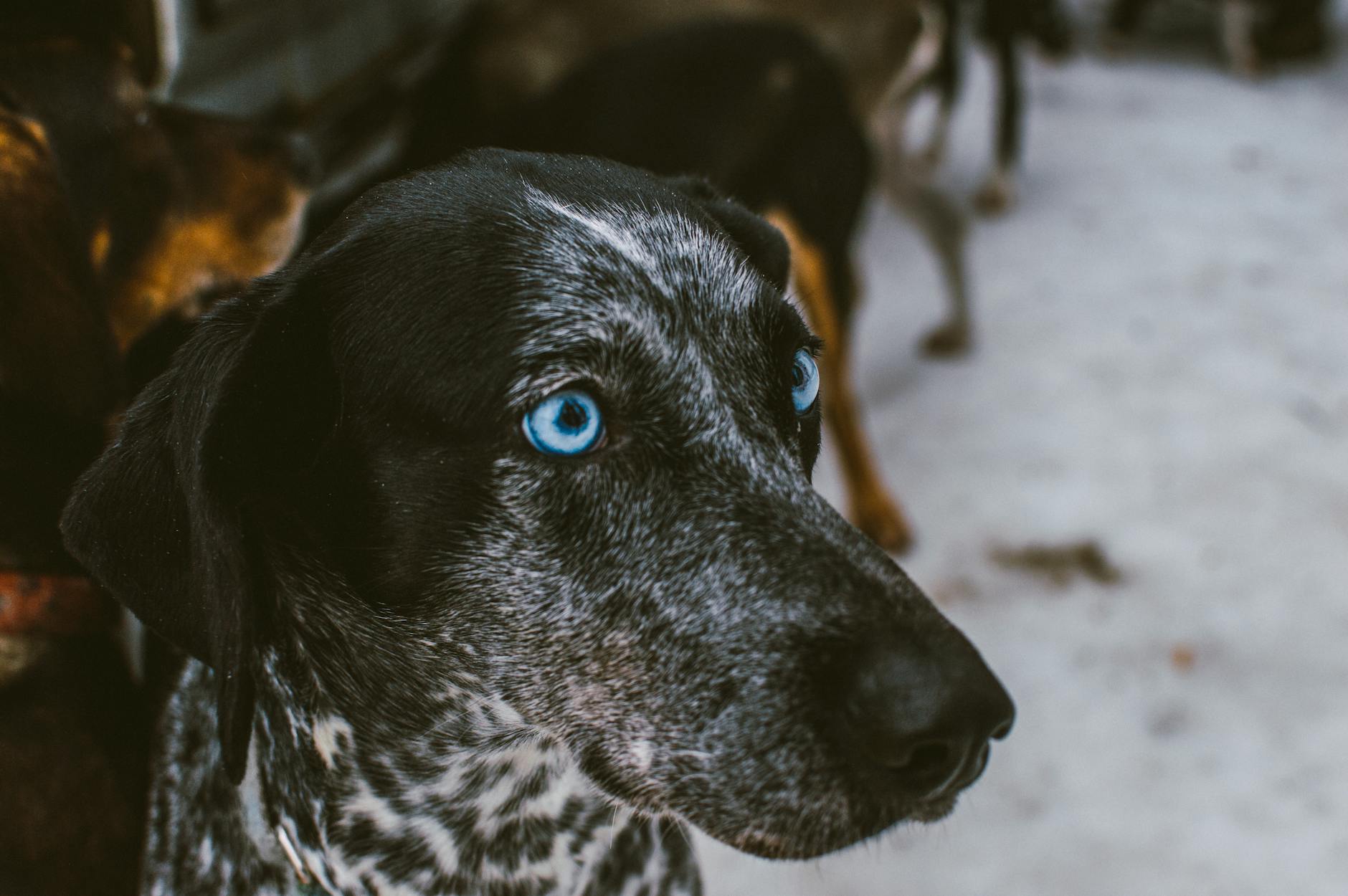 Small Breeds with Blue Eyes: Personality and Temperament