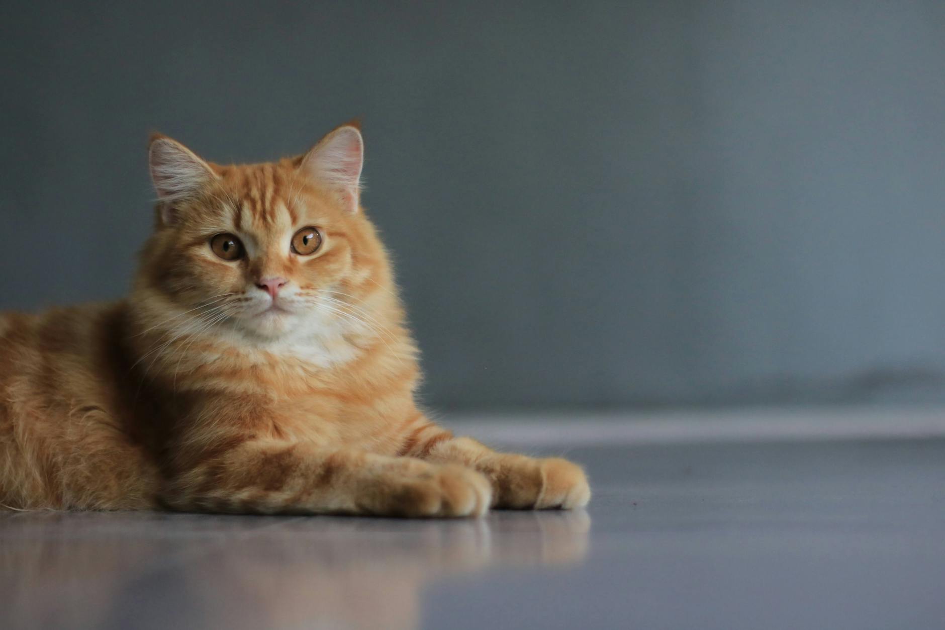 Special Considerations for Immunocompromised Individuals Living With Cats