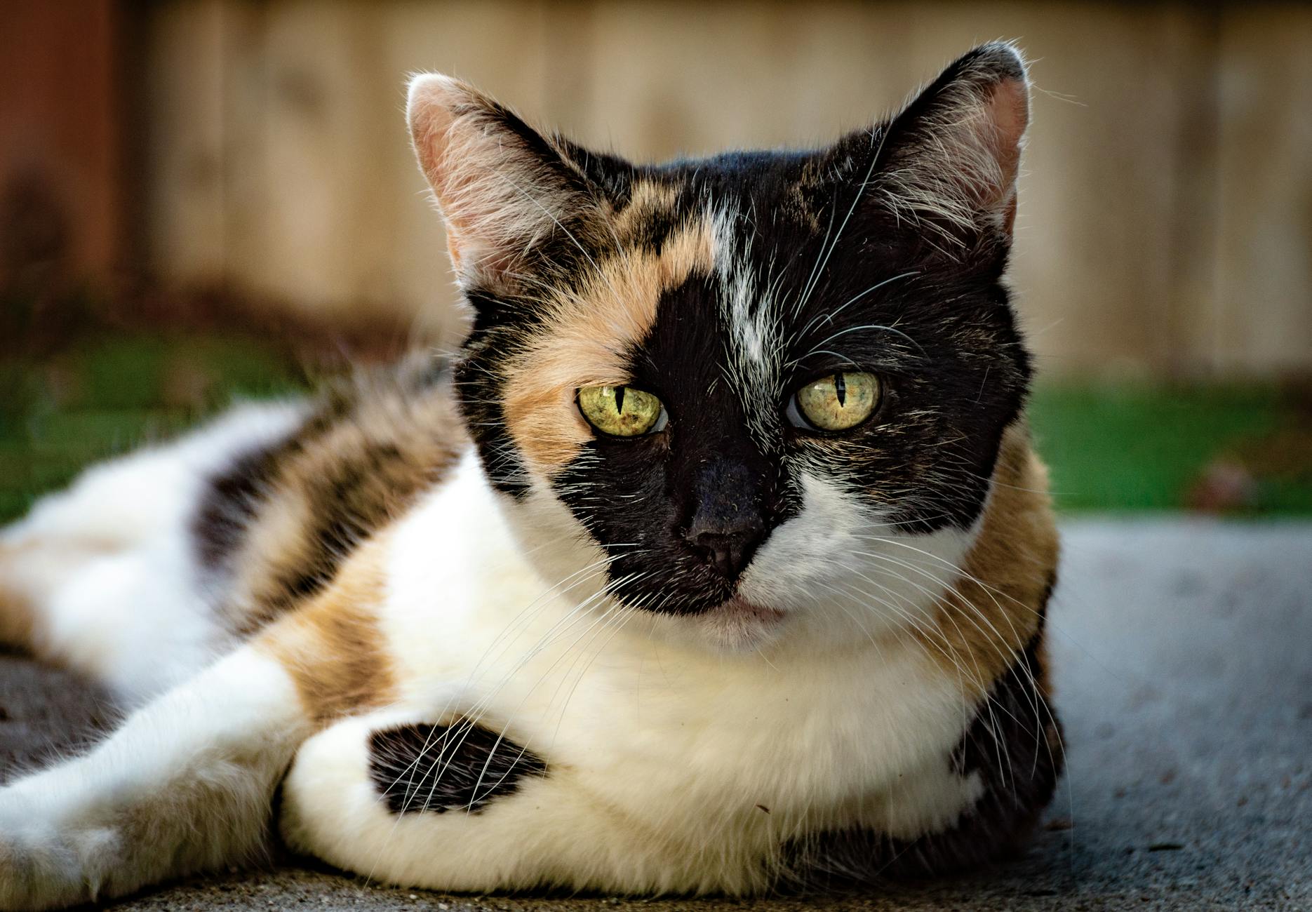 Special Health Concerns for White Blue-Eyed Cats