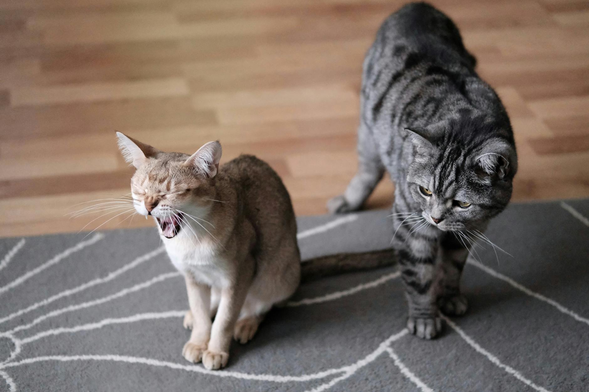 Sphynx Cat Personality and Behavioral Traits
