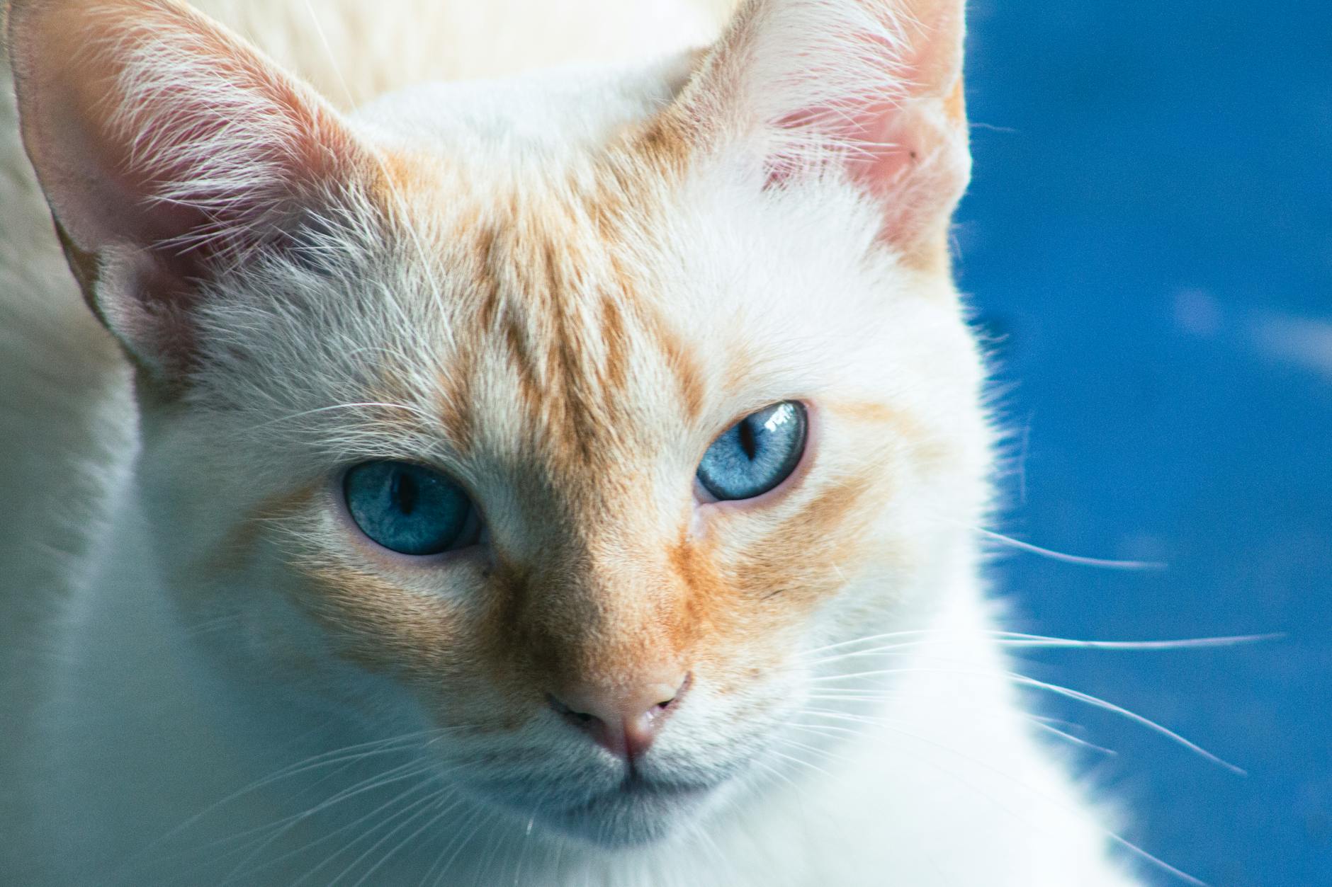 The Blue Eye Connection in Colorpoint Cats