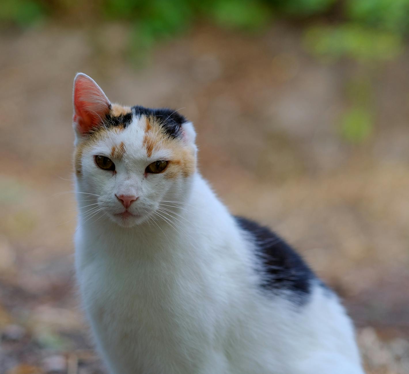 The Deafness Connection in White Cats With Blue Eyes
