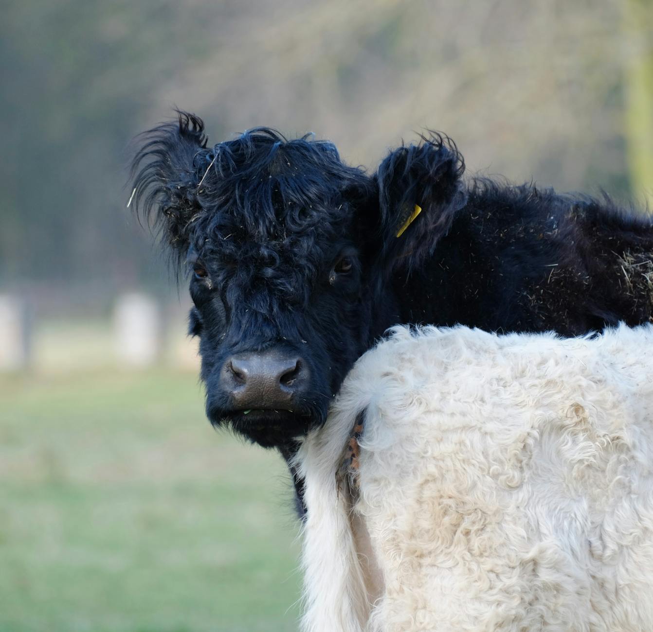 The Genetic and Breeding Heritage Behind These Breeds