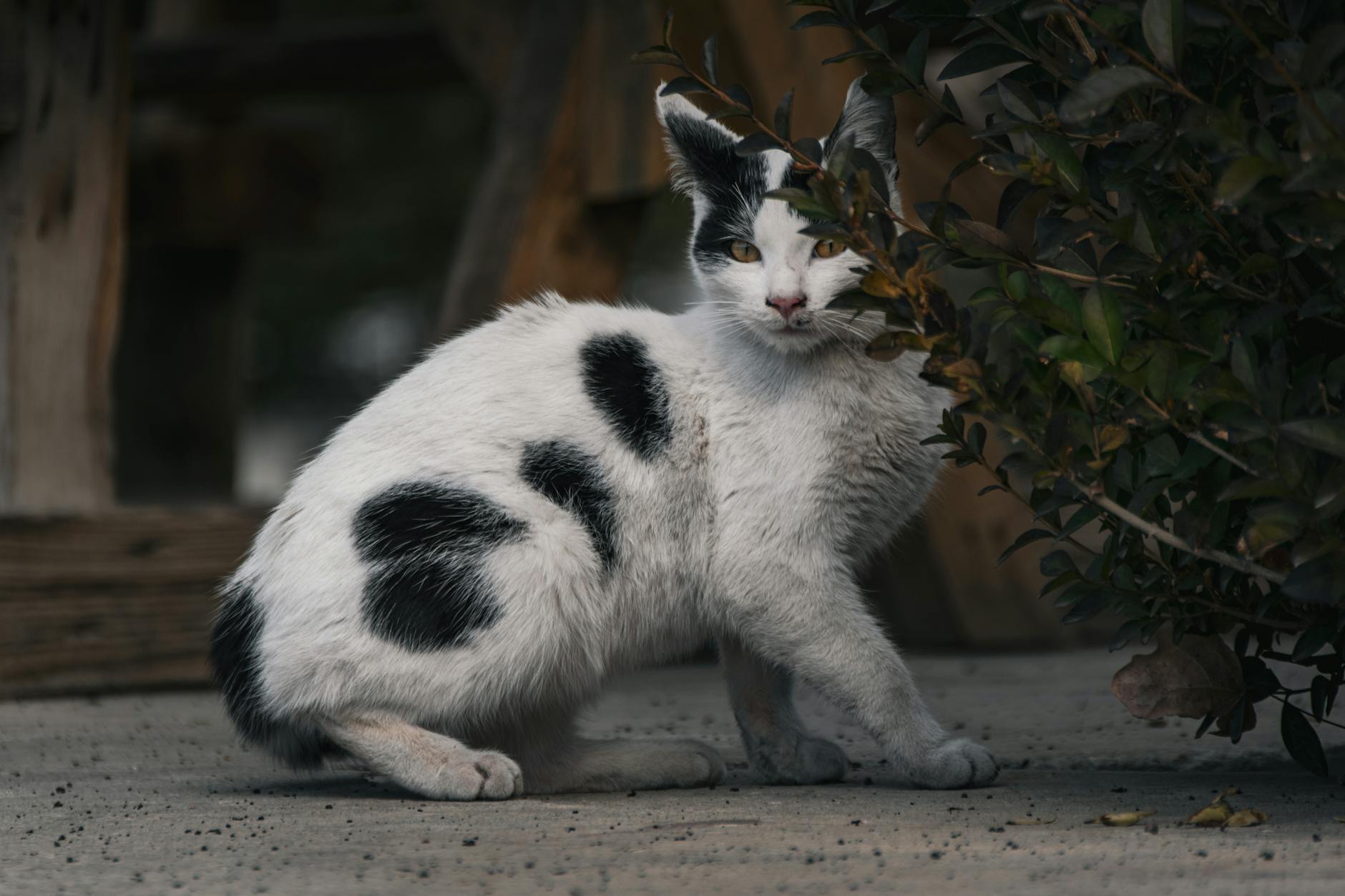 The History and Development of Spotted Cat Breeds