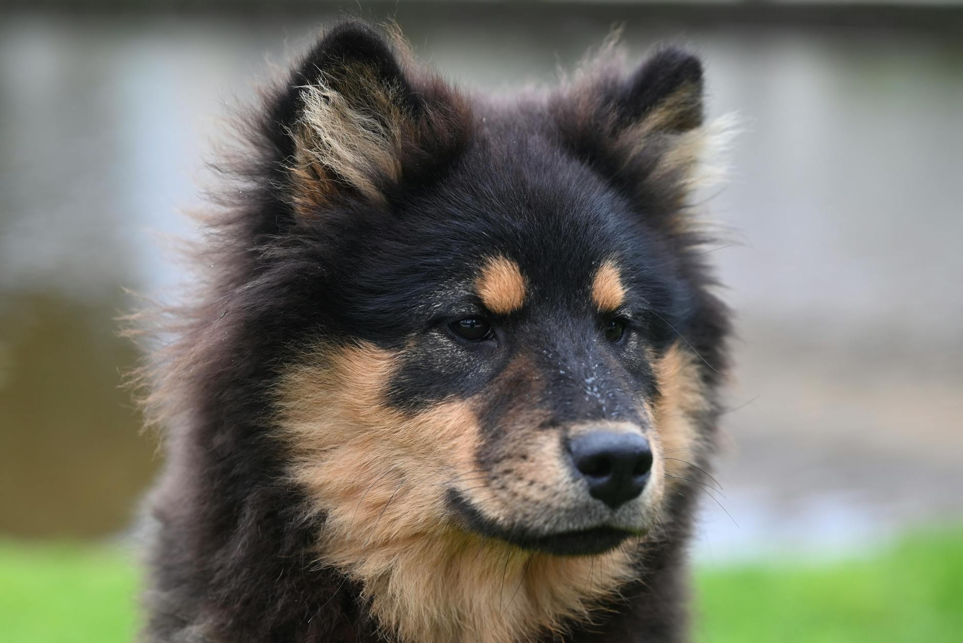 The Khao Manee: The Breed Most Associated With Odd Eyes