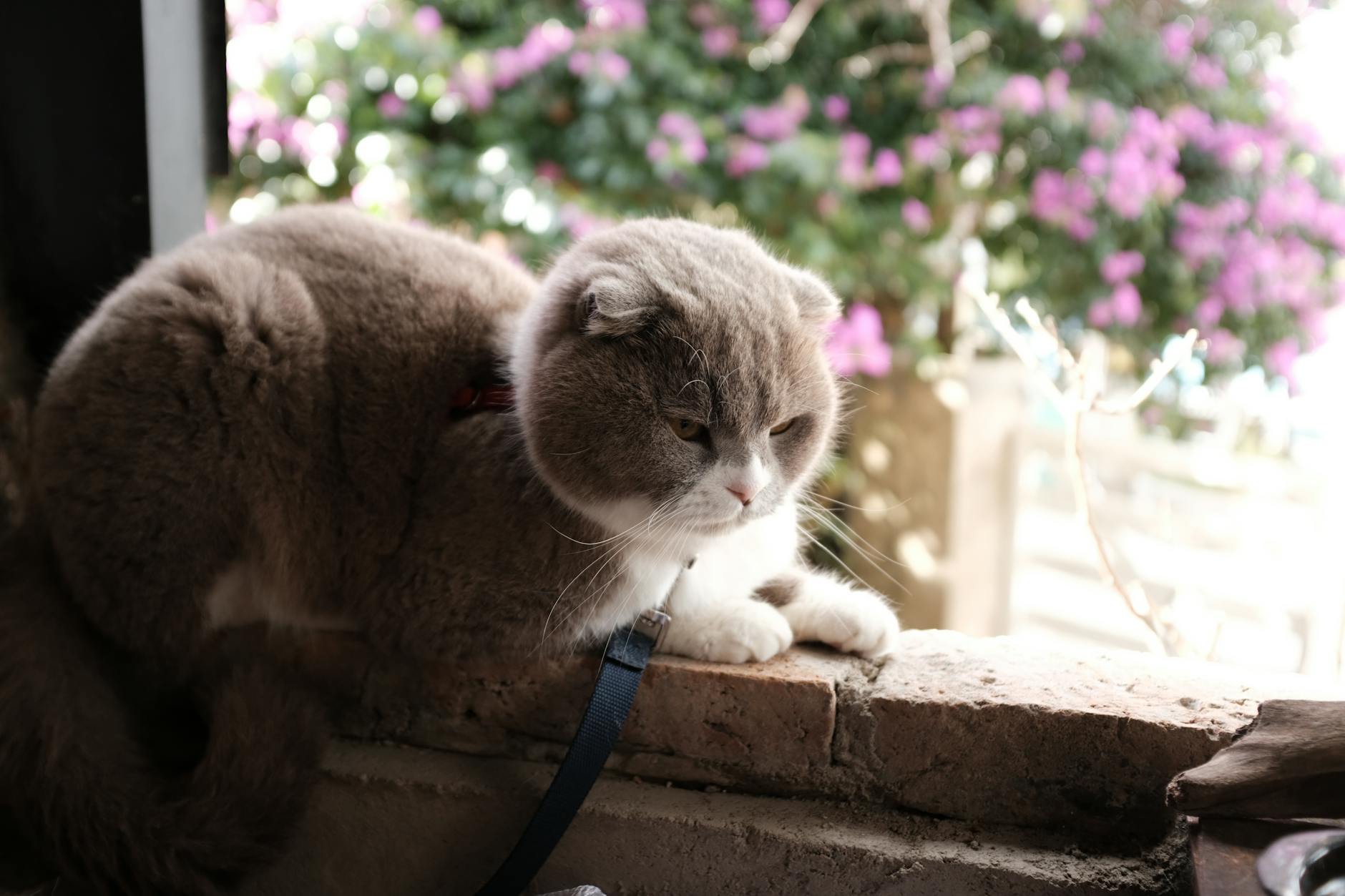 The Lesser-Known Contender—Mekong Bobtail