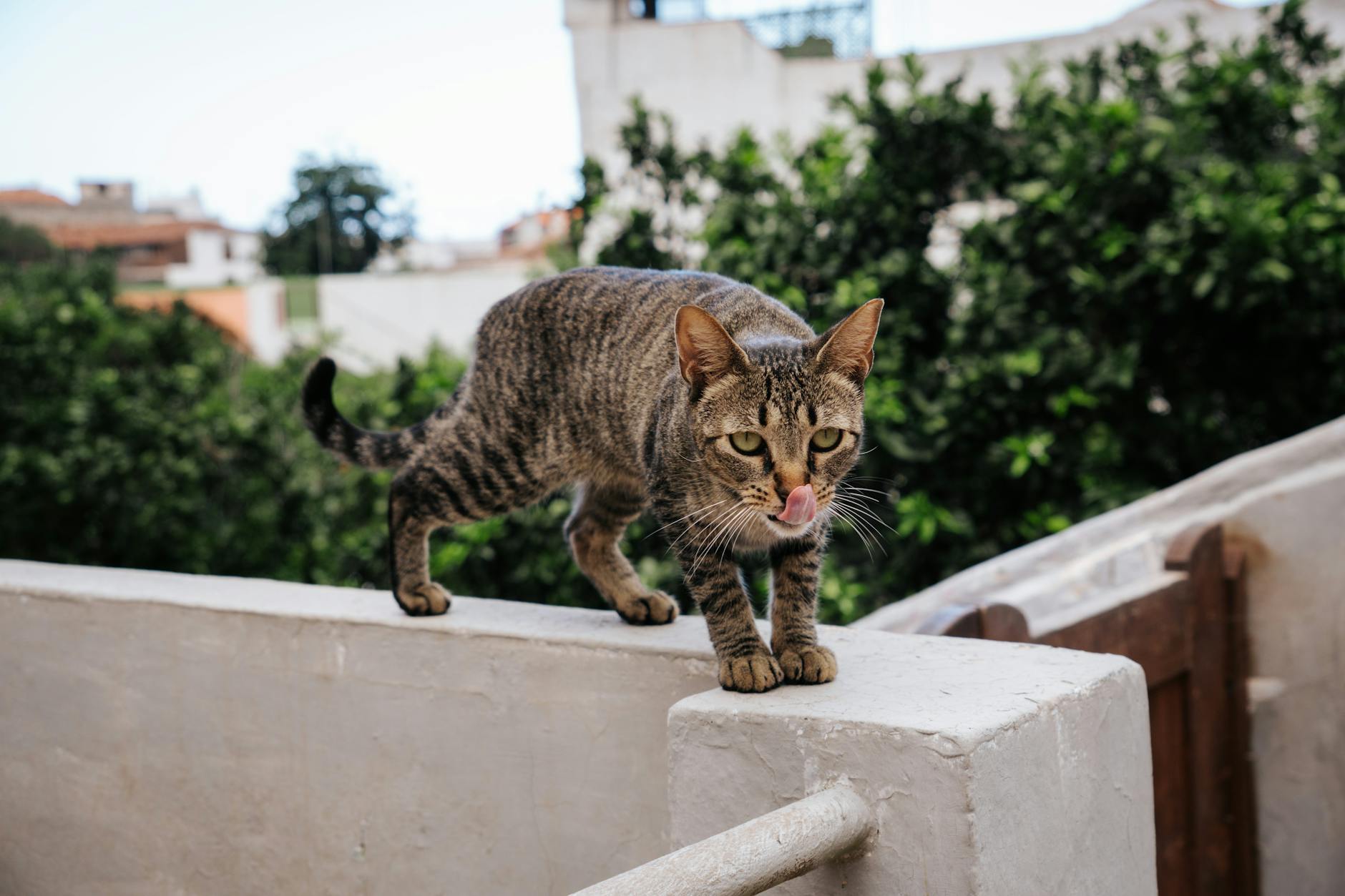 The Risk of Asymptomatic Shedding and Carrier Status