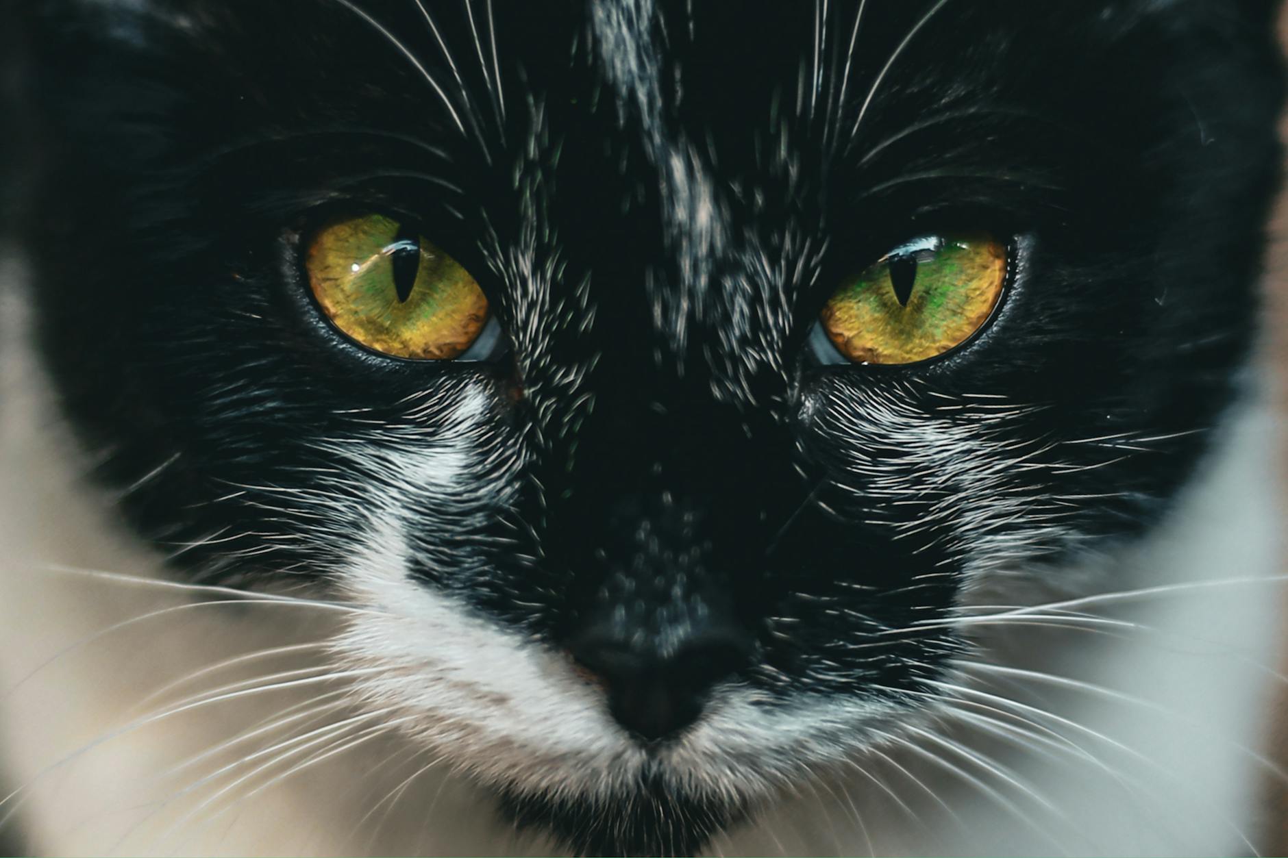 The Visual Impact and Rarity of Odd-Eyed Cats