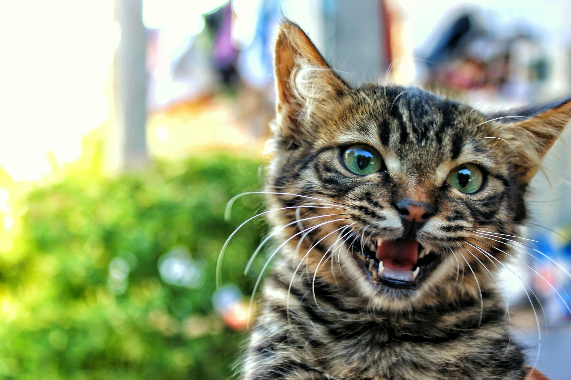 Tonkinese Cats and Other Moderately Vocal Blue-Eyed Breeds