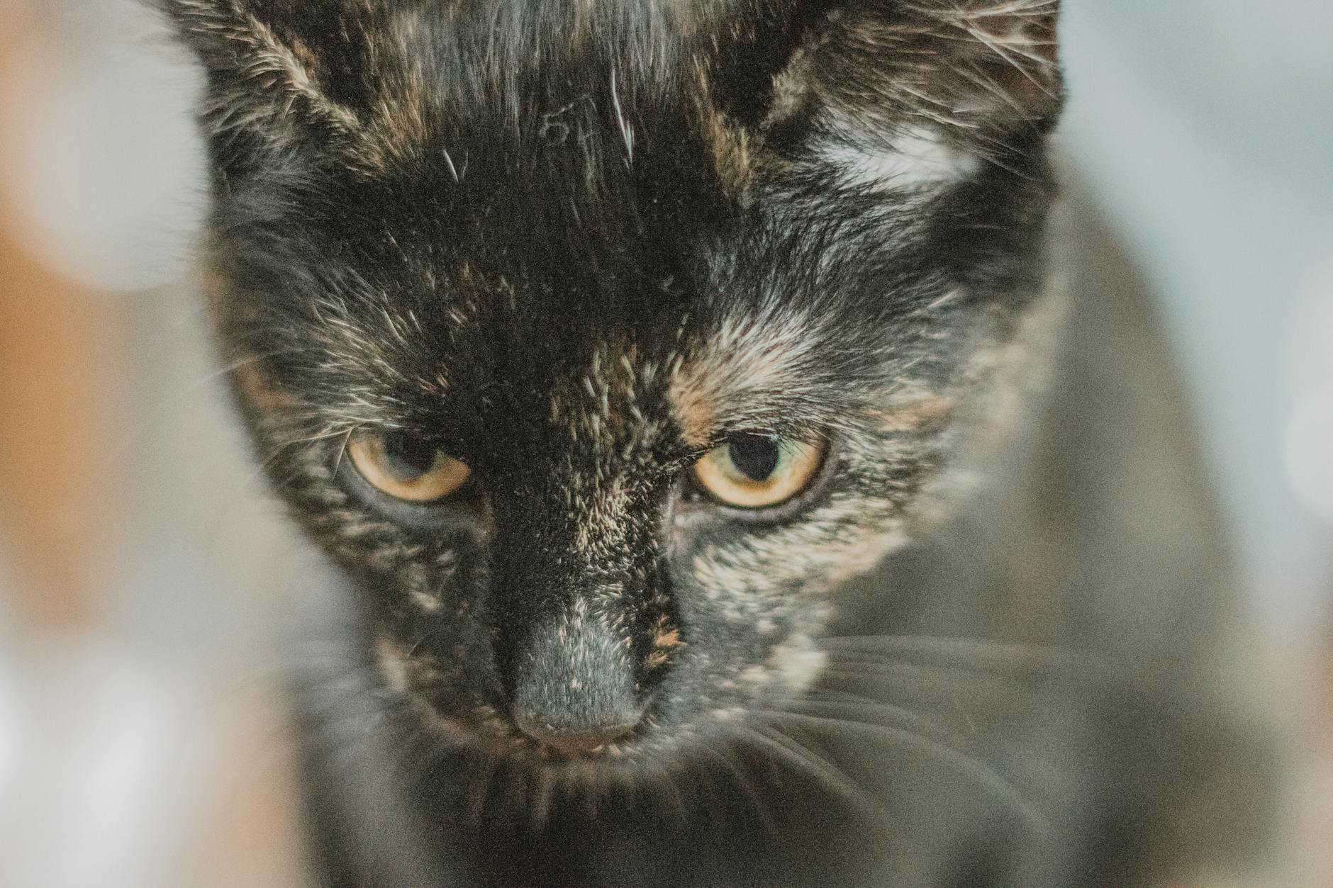 Understanding the Distinctive Coloring and Markings