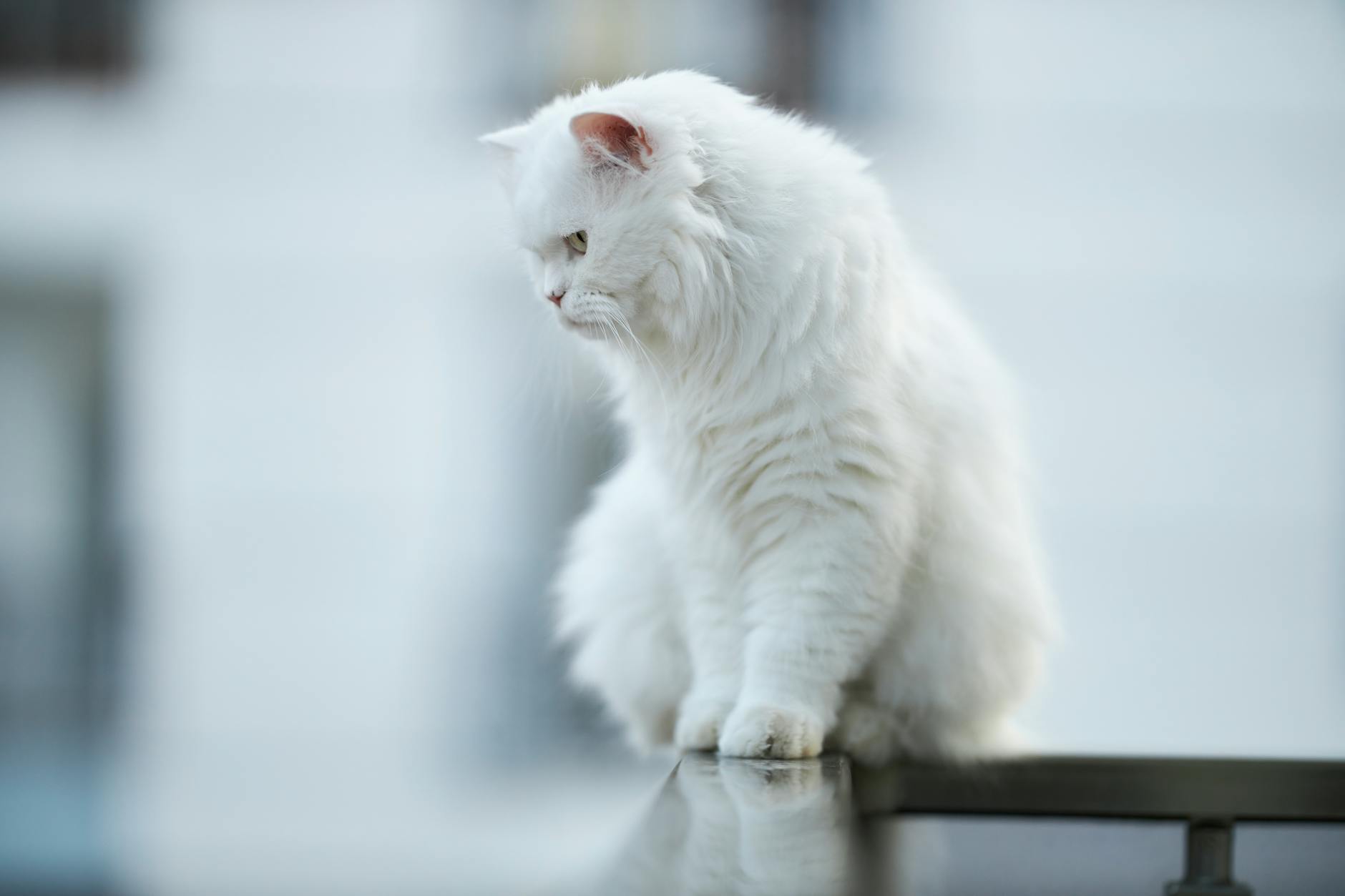 Understanding the Specific White Fluffy Breeds in Detail