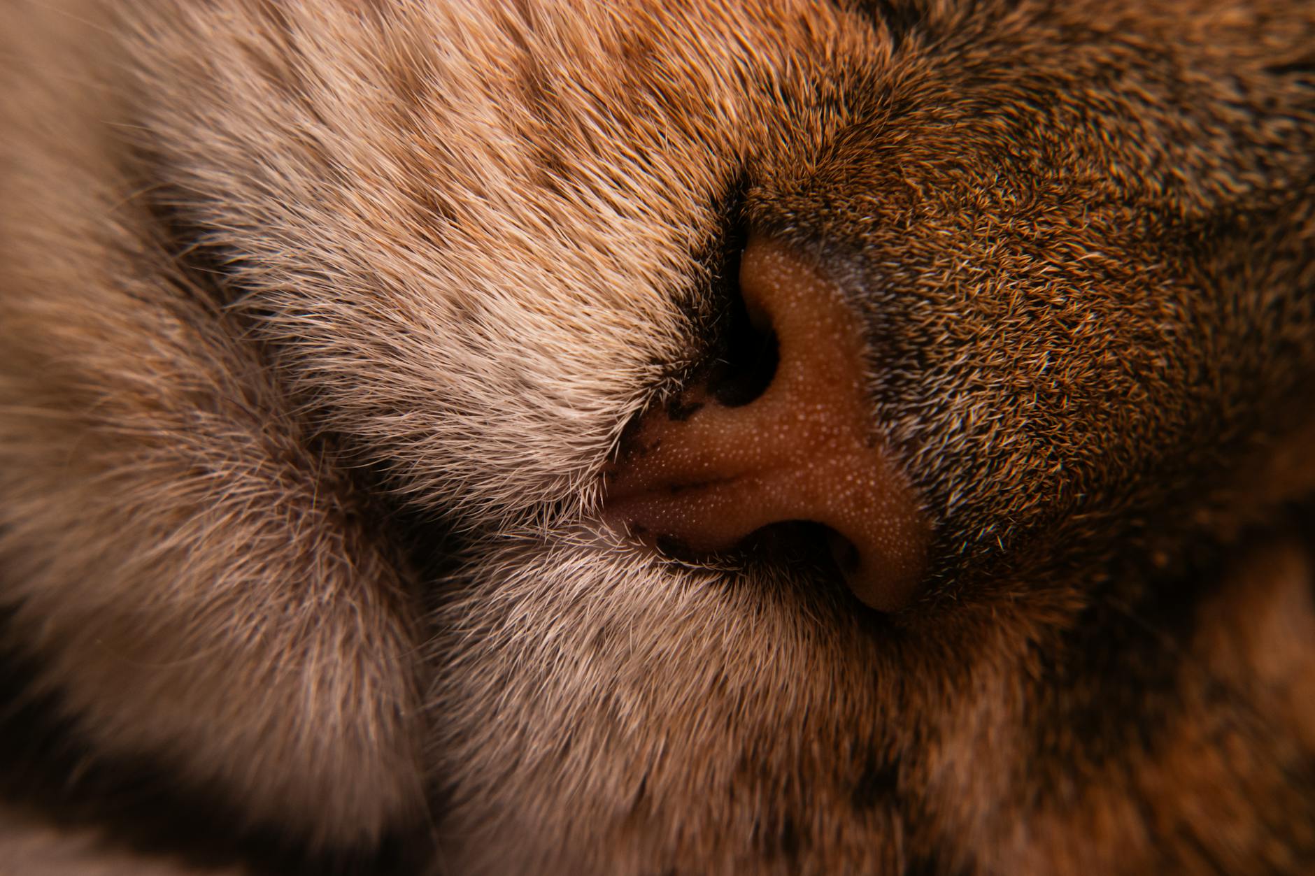 What Bacteria Do Cats Carry in Their Saliva and Oral Cavities?