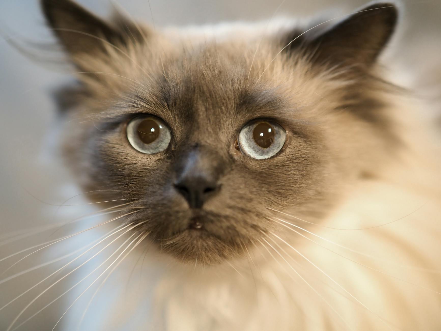 What Exactly Is a Ragdoll Cat and Why Are Blue Eyes the Hallmark?