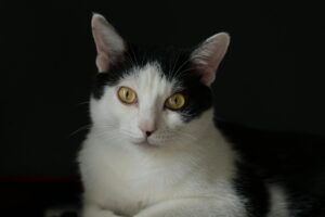 What Is the Black and White Cat Breed With Blue Eyes - Featured image