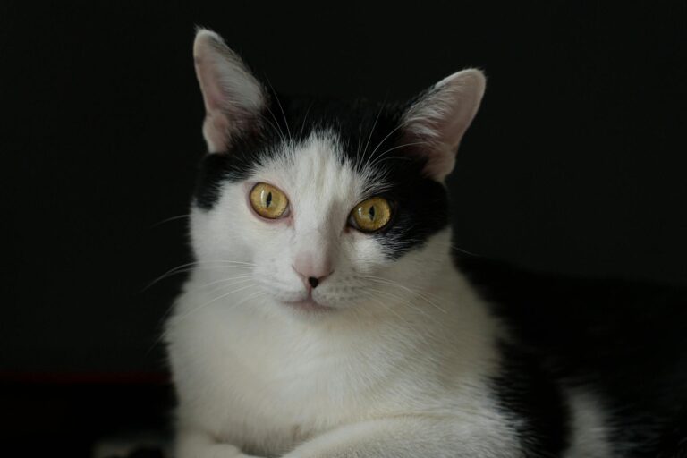 What Is the Black and White Cat Breed With Blue Eyes - Featured image