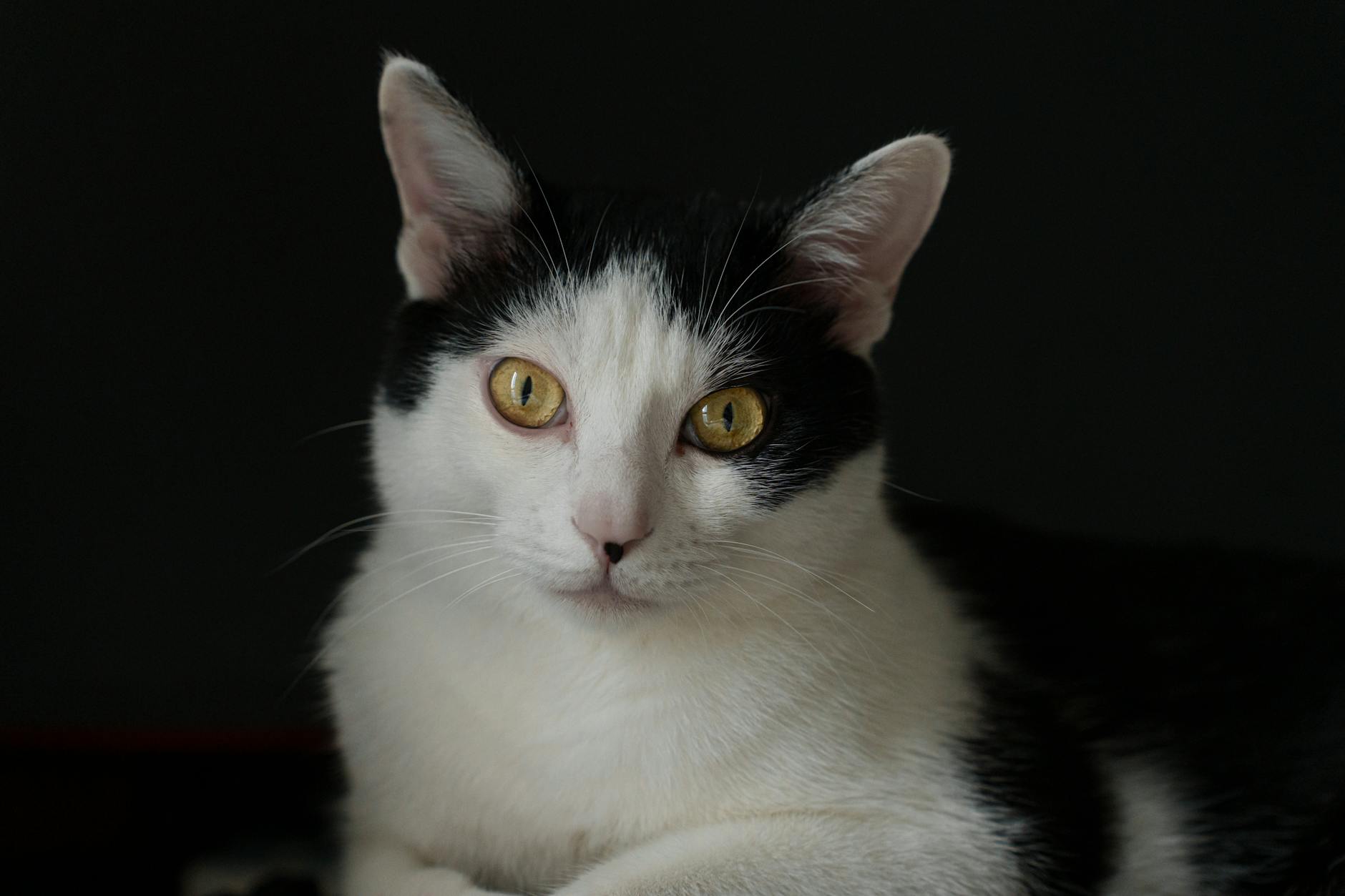 What Is the Black and White Cat Breed With Blue Eyes - Featured image