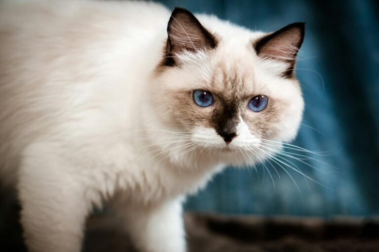 What Is the Blue Eyed Cat Breed That Looks Like a Ragdoll - Featured image