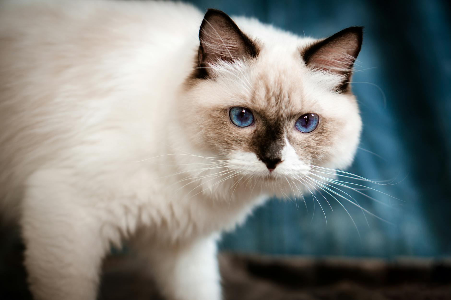 What Is the Blue Eyed Cat Breed That Looks Like a Ragdoll - Featured image