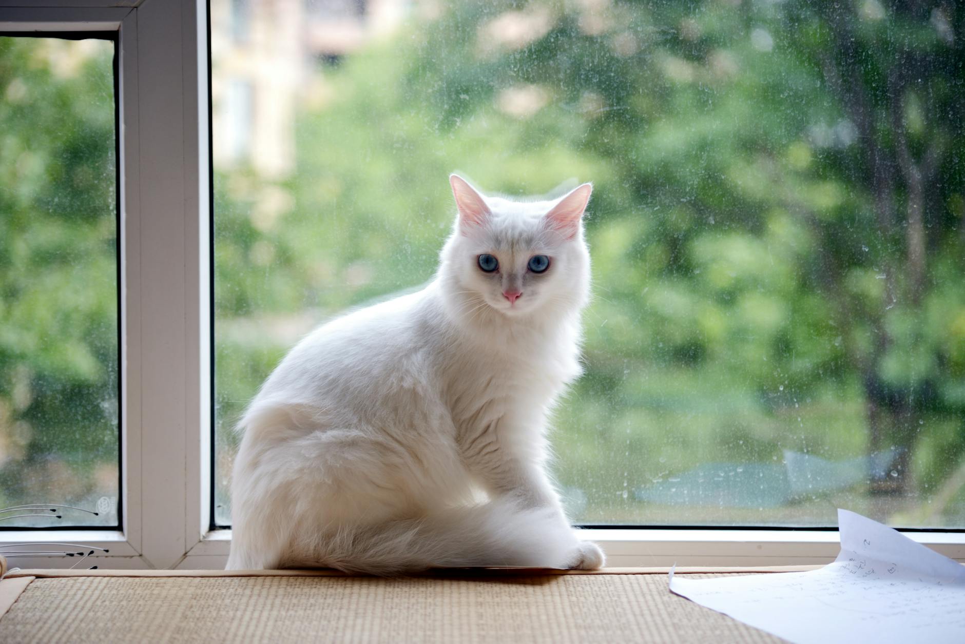 What Is the Blue Eyed Cat Breed That Looks Like a Birman - Featured image