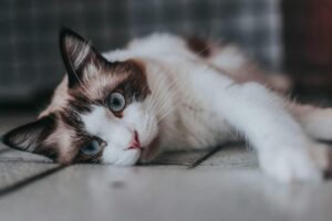 What Is the Blue Eyed Cat Breed That Looks Like a Himalayan - Featured image