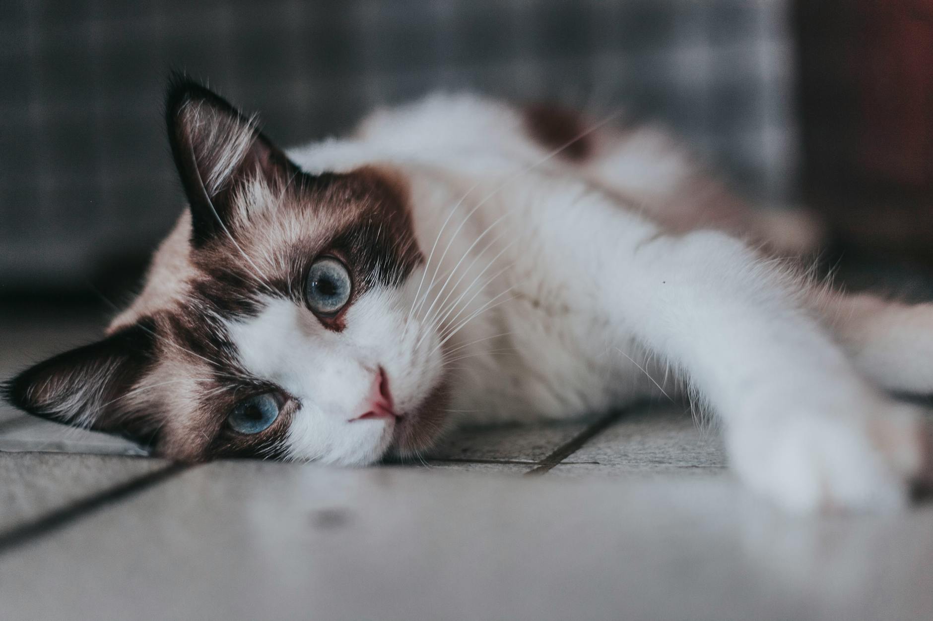 What Is the Blue Eyed Cat Breed That Looks Like a Himalayan - Featured image