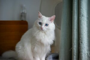 What Is the Blue Eyed Cat Breed That Looks Like a Snowshoe - Featured image