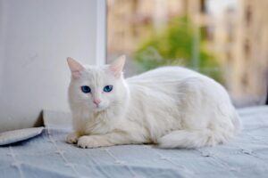 What Is the Blue Eyed Cat Breed That Looks Like a Mix - Featured image