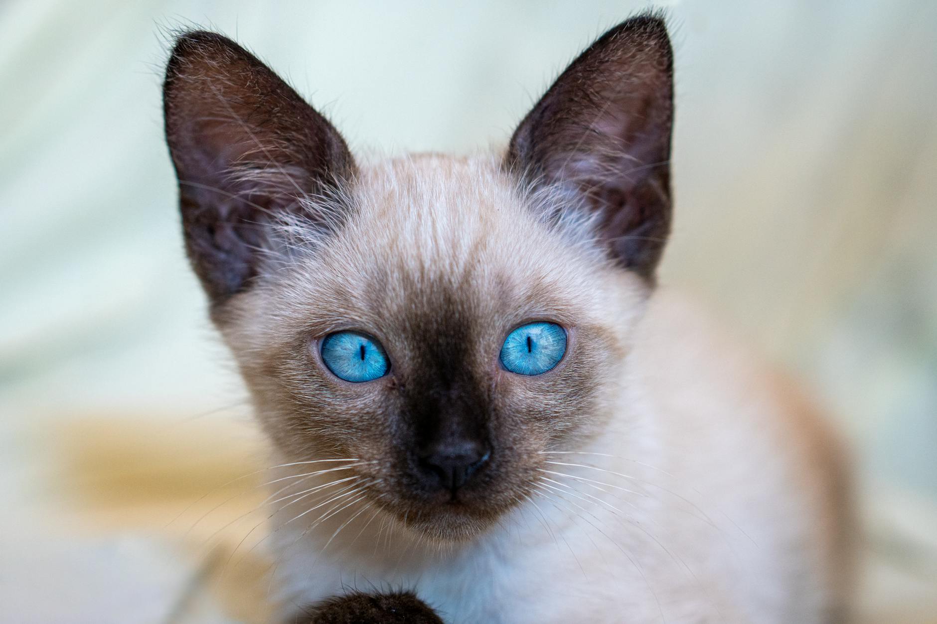 What Is the Blue Eyed Cat Breed That Looks Like a Siamese - Featured image