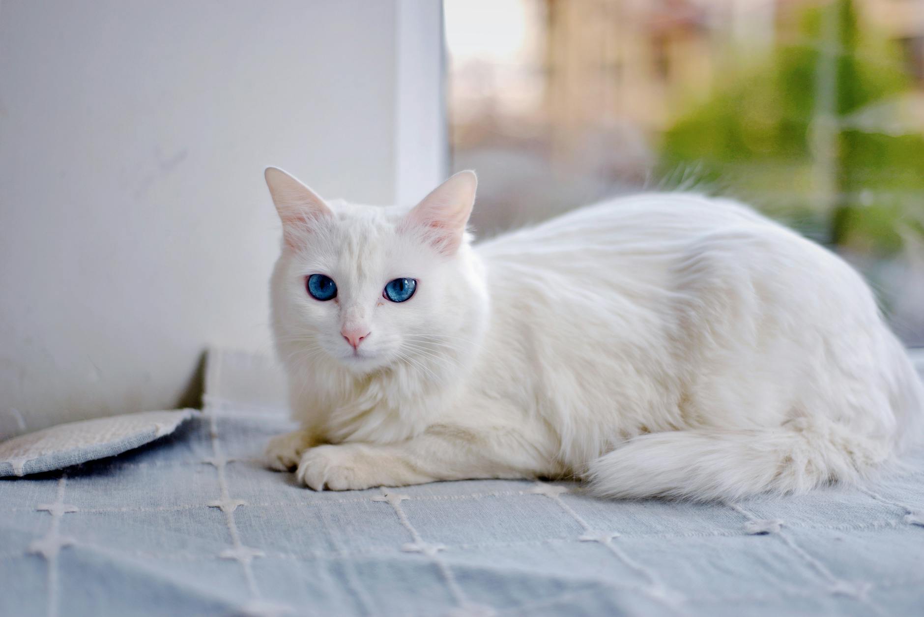 What Is the Calmest Blue Eyed Cat Breed - Featured image