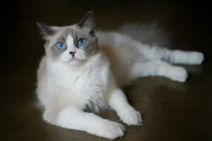 What Is the Cat Breed With Blue Eyes and Colorpoint Fur - Featured image