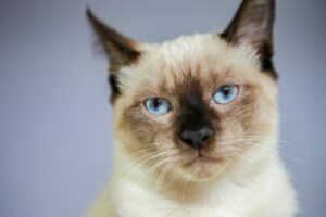 What Is the Cat Breed With Dark Ears and Blue Eyes - Featured image