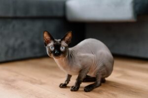 What Is the Cat Breed With Deep Blue Eyes - Featured image