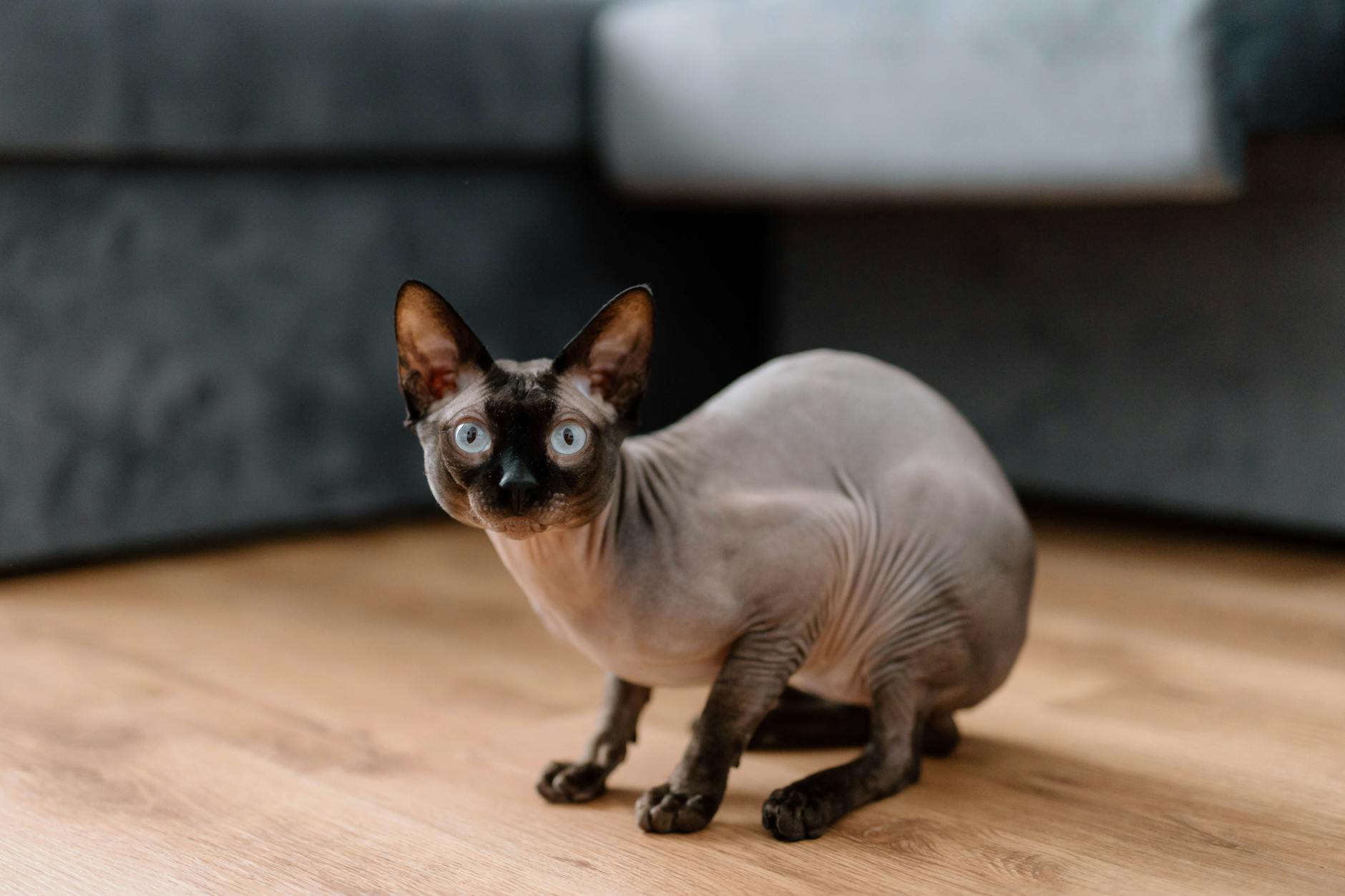 What Is the Cat Breed With Deep Blue Eyes - Featured image