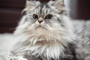 What Is the Cat Breed With Long Hair and Blue Eyes - Featured image