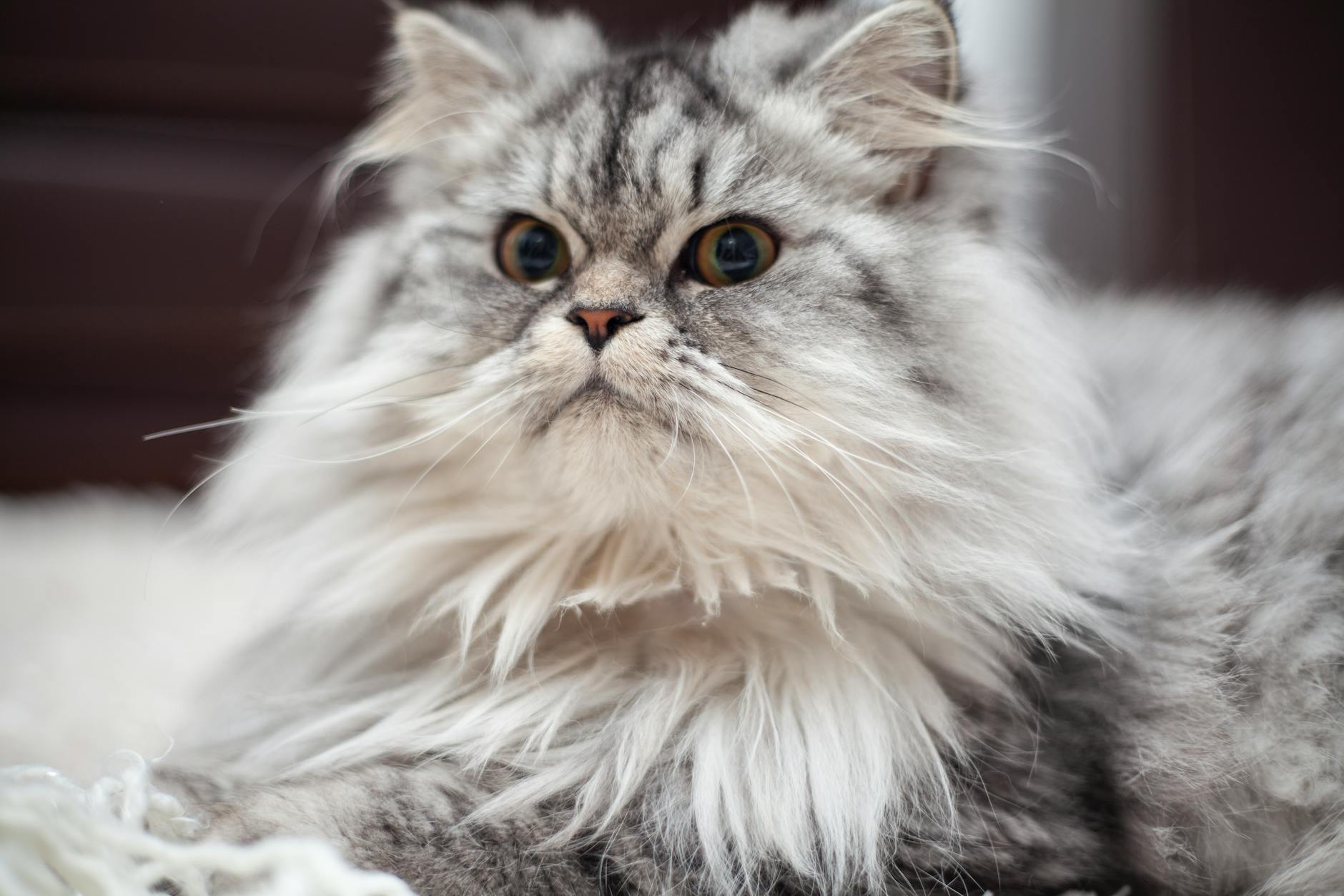 What Is the Cat Breed With Long Hair and Blue Eyes - Featured image