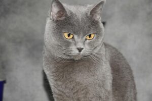 What Is the Cat Breed With One Blue Eye and One Yellow Eye - Featured image