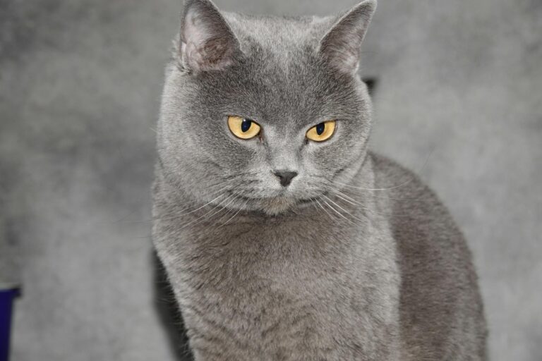 What Is the Cat Breed With One Blue Eye and One Yellow Eye - Featured image