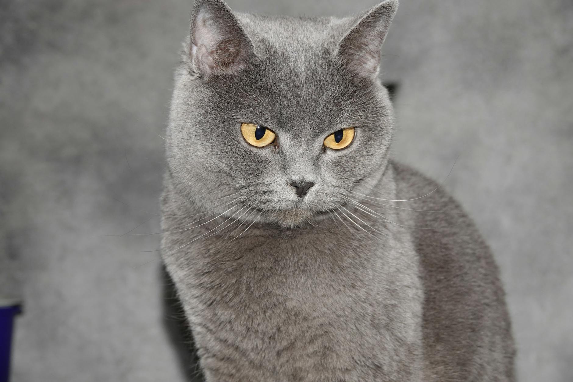 What Is the Cat Breed With One Blue Eye and One Yellow Eye - Featured image