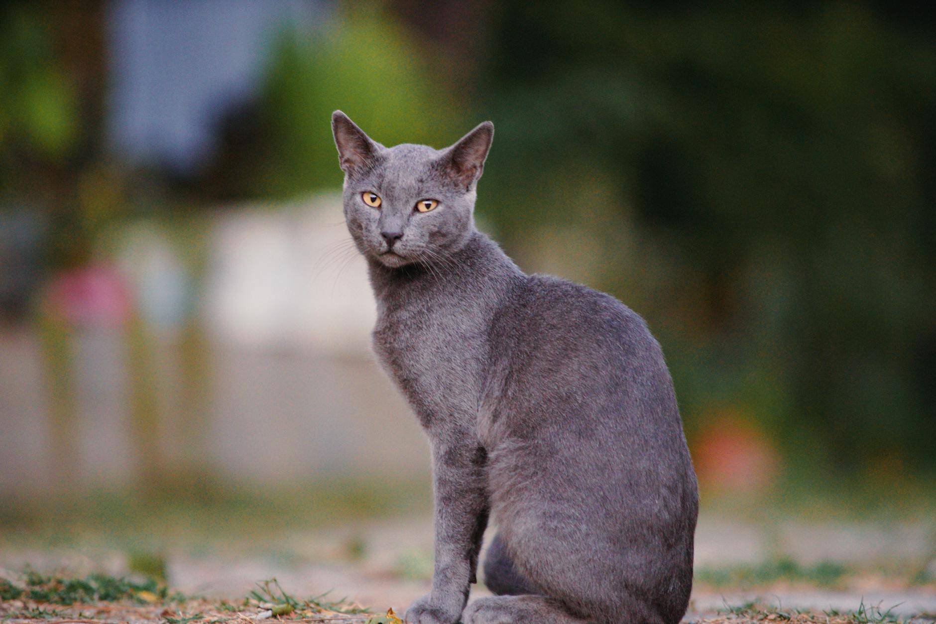 What Is the Cat Breed With One Blue Eye and One Green Eye - Featured image