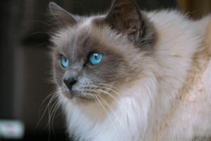 What Is the Cat Breed With Pale Blue Eyes - Featured image