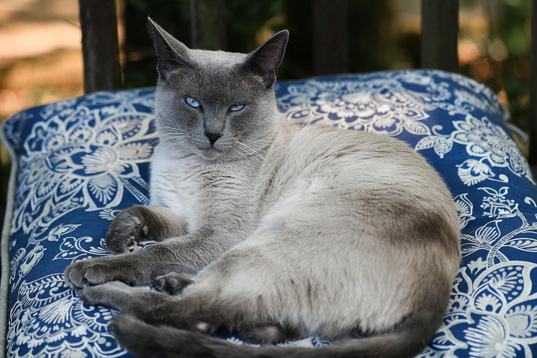 What Is the Cat Breed With Sapphire Blue Eyes - Featured image
