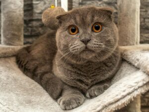 What Is the Cat Breed With Short Hair and Blue Eyes - Featured image