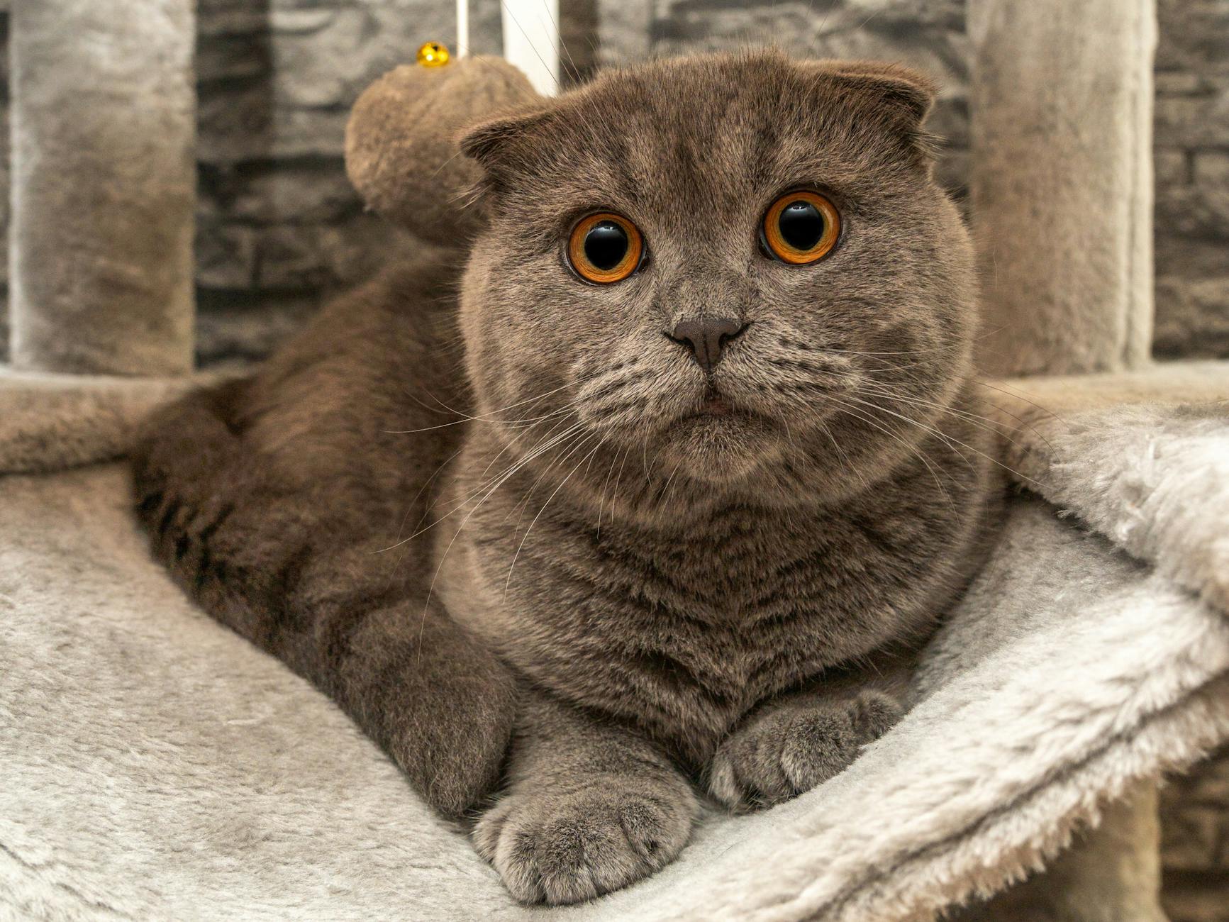 What Is the Cat Breed With Short Hair and Blue Eyes - Featured image