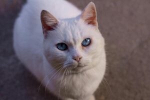 What Is the Cheapest Blue Eyed Cat Breed - Featured image